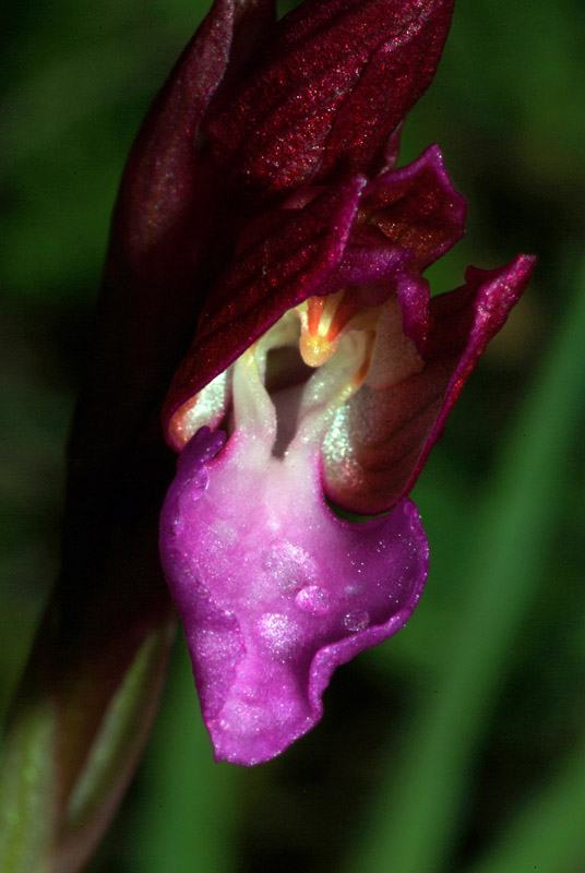 Orchis papilionacea